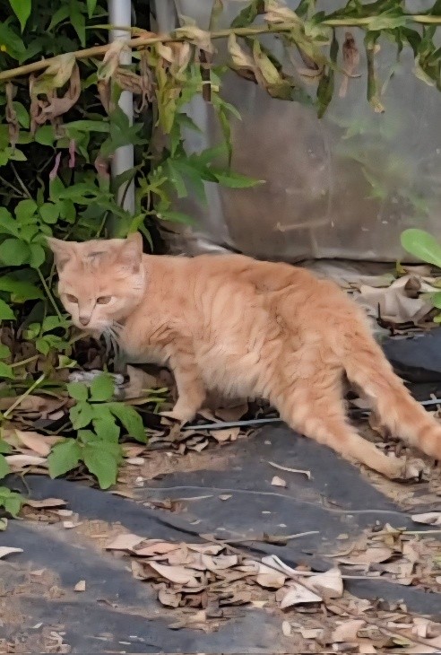 野良時代のアンディーくん