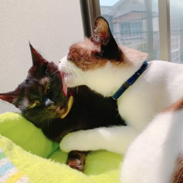 クロロちゃんをなめるぽんちゃん