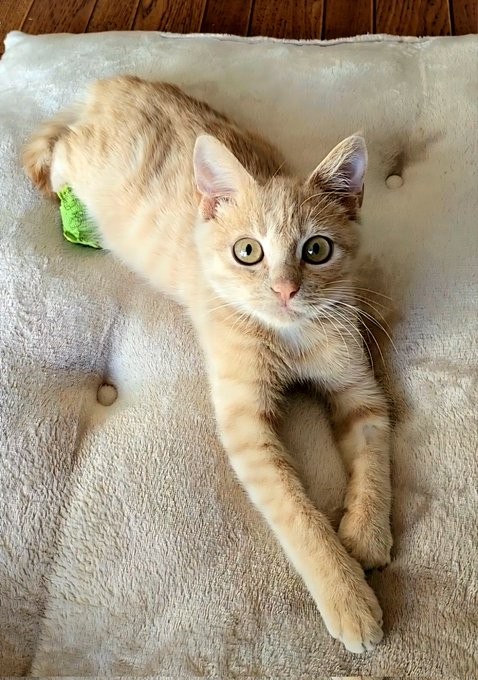 座りながら見つめるアンディーくん