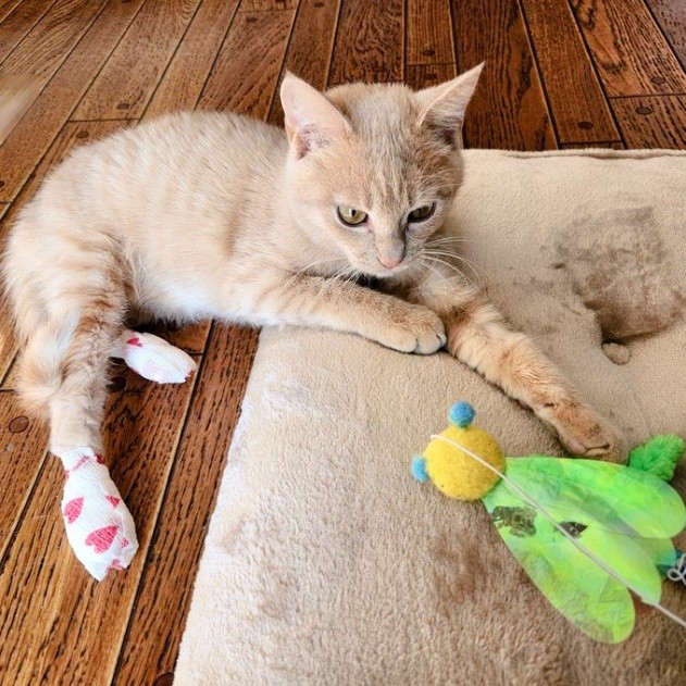 後ろ足は薬を塗って、ガーゼを交換している