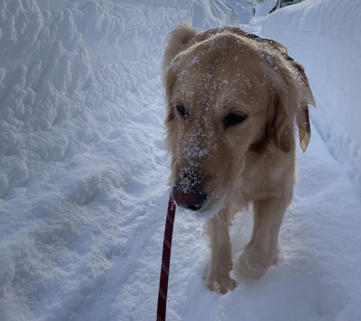 アンヌ遙香さんの愛犬リリー