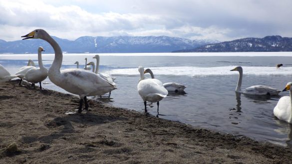 『けんちゃん』の舞台である北海道東部の風景。写真/こだま