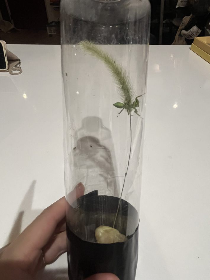 コバエホイホイ