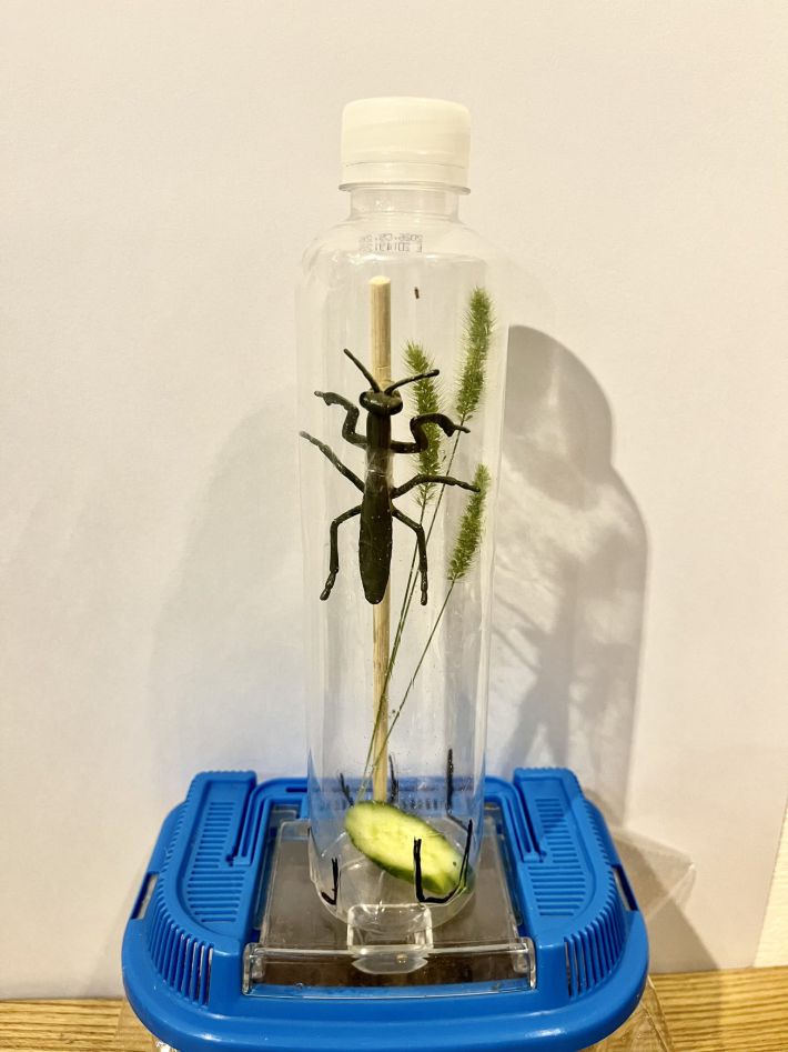 コバエホイホイ