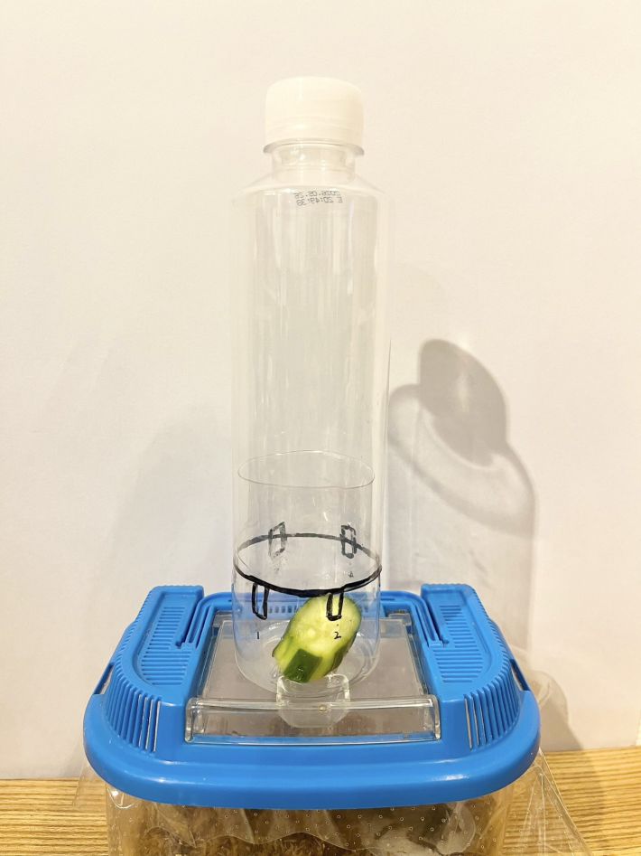 コバエホイホイ