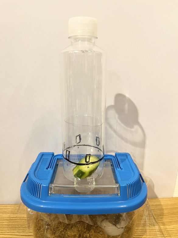 コバエホイホイ