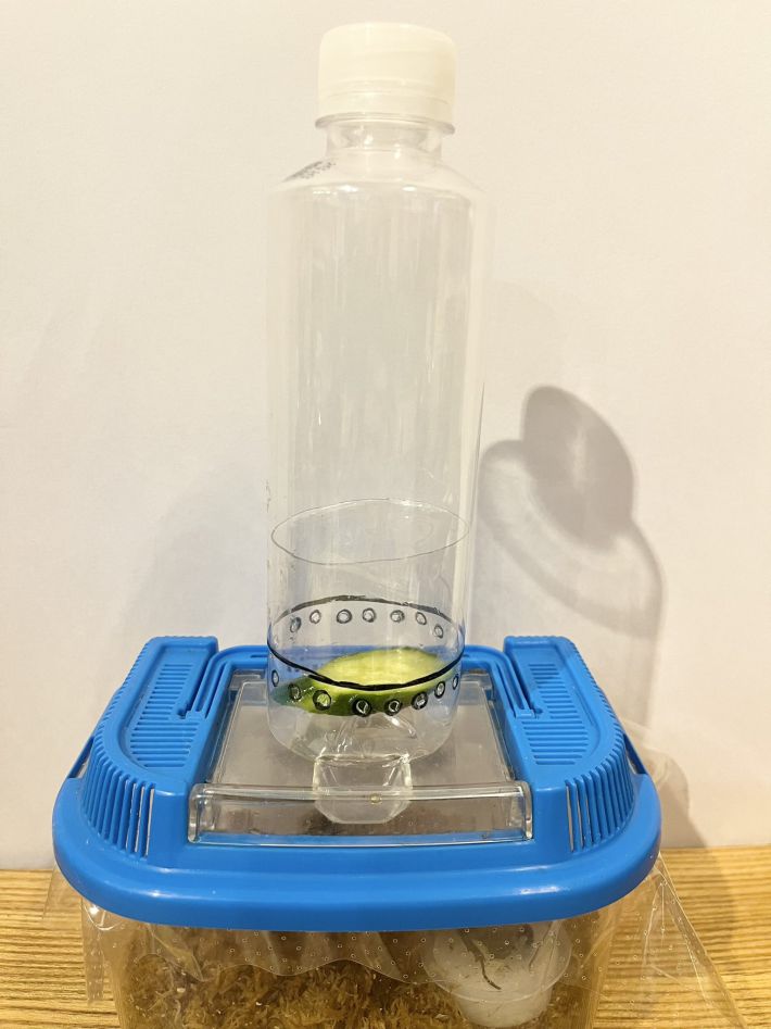 コバエホイホイ