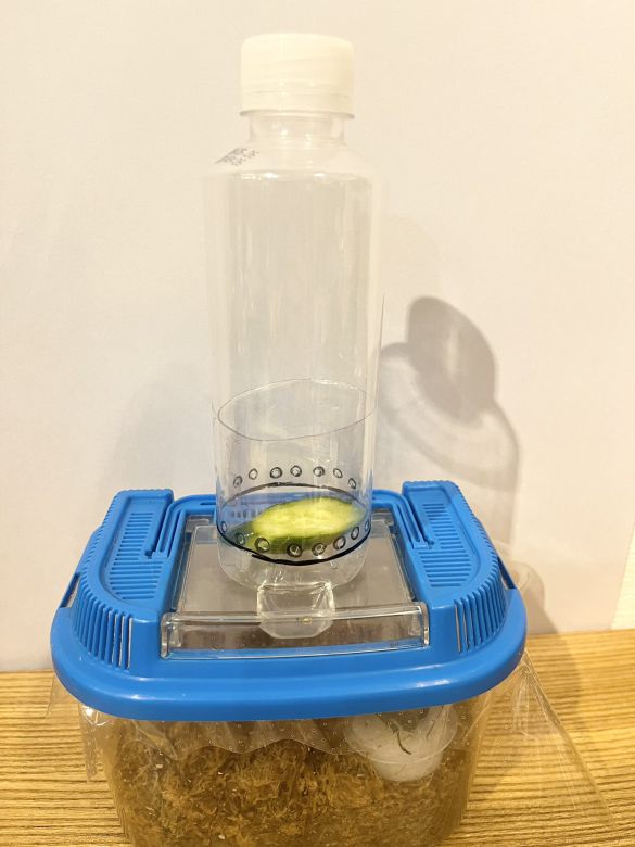 コバエホイホイ