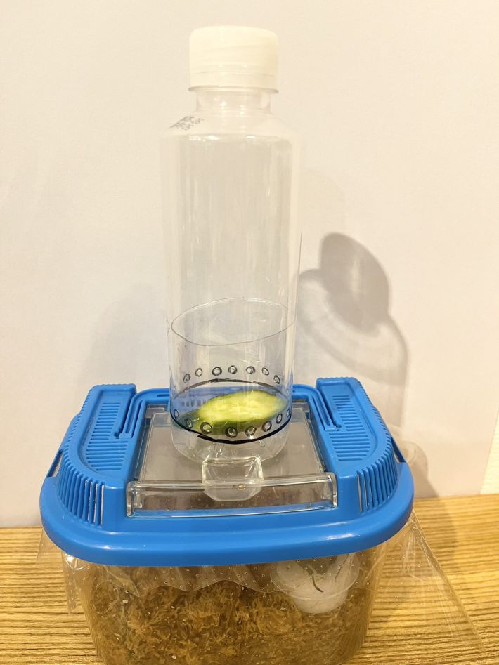 コバエホイホイ