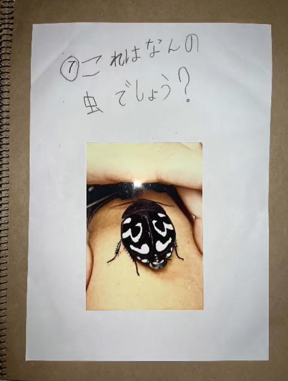 コバエホイホイ