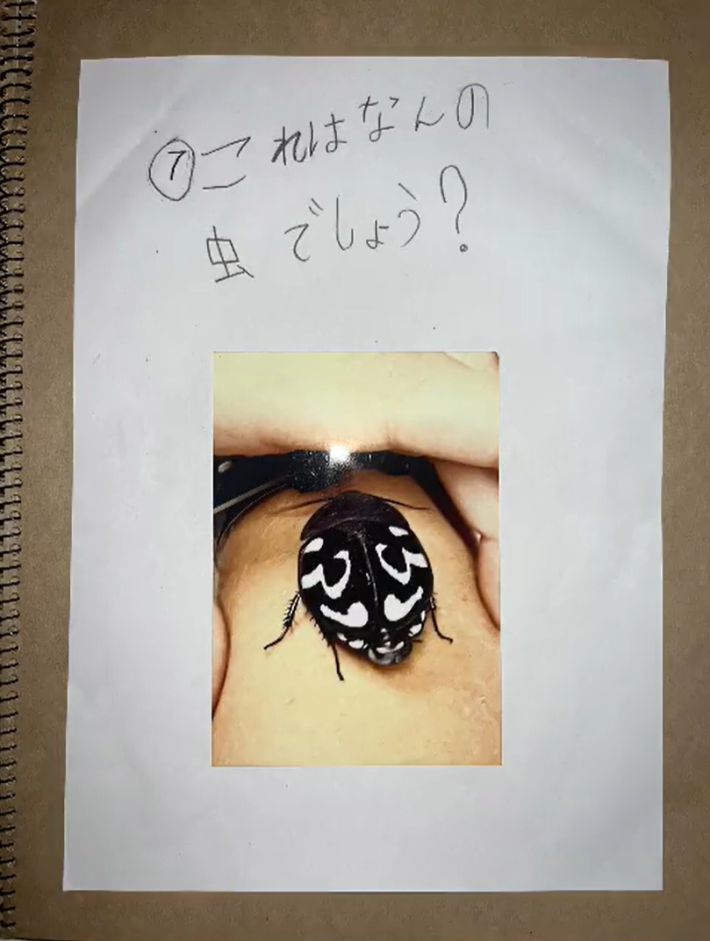 コバエホイホイ