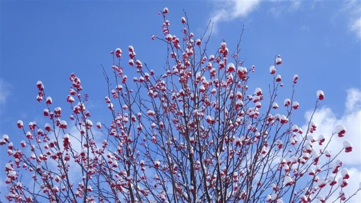 冬の雪景色に映えるナナカマドの赤い実。けんちゃんは「赤」が好きだった。写真／こだま
