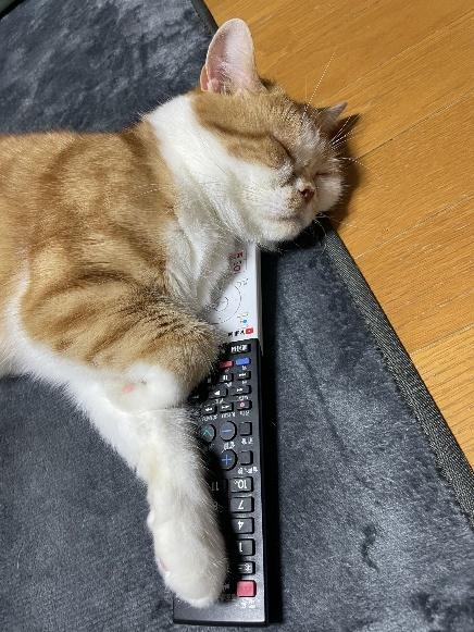 モンブランくん　リモコン枕で熟睡