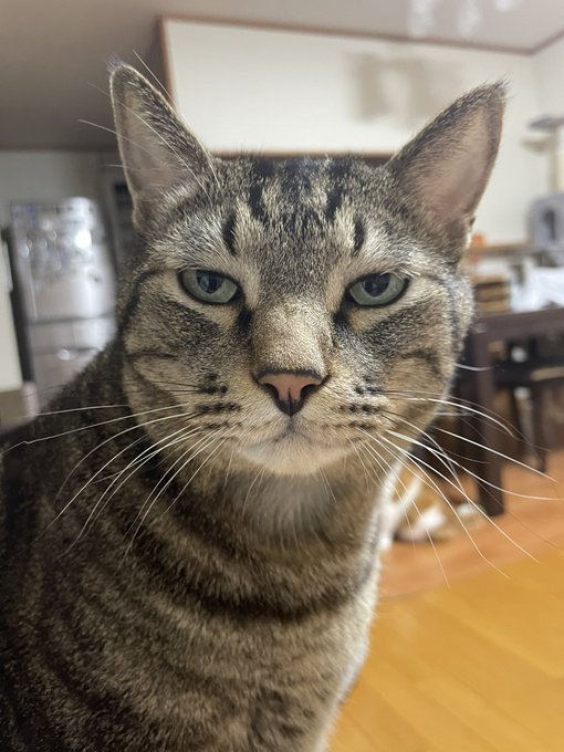 リュウくん チベスナ顔