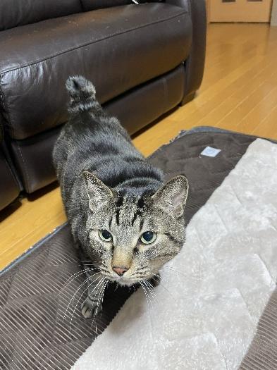 リュウくん リビングにいた