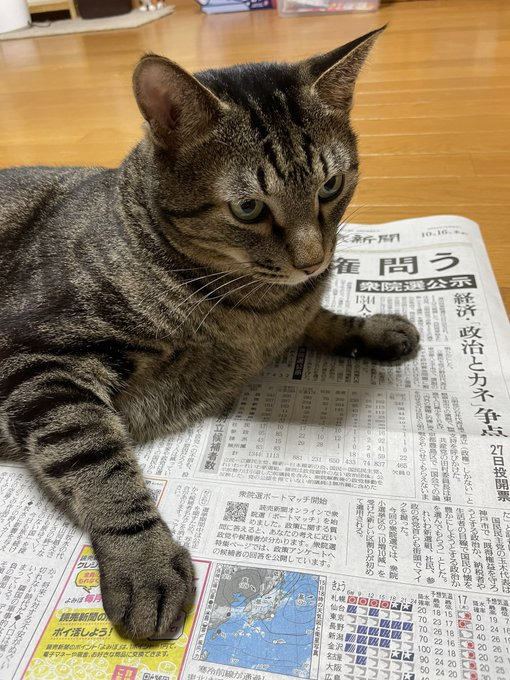 リュウくん 実力行使で新聞を読むのを妨害