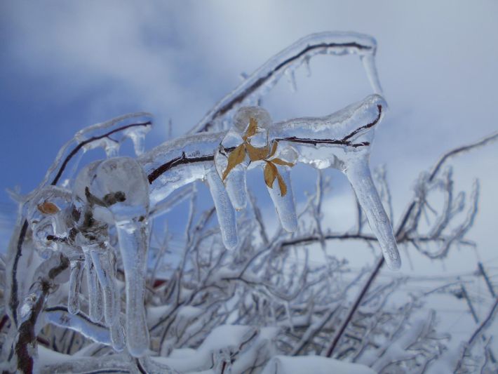 冷たい雨が枝に当たった瞬間に凍り付く「雨氷（うひょう）」。写真／こだま