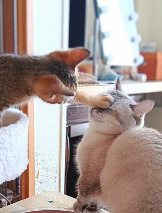 先住猫のまるちゃんにネコパンチする写真