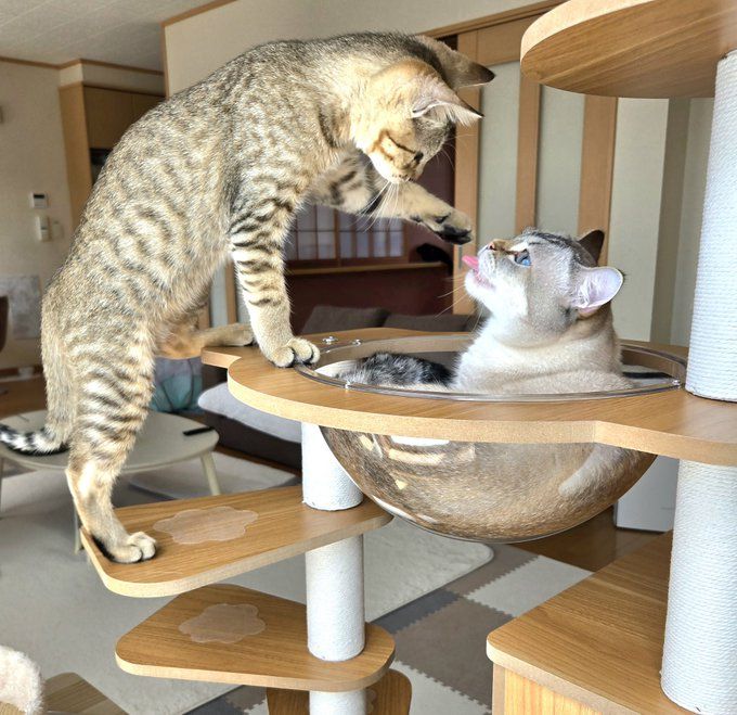 ぴっぴくんがおねだりする写真