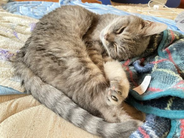 ご長寿なうららちゃん