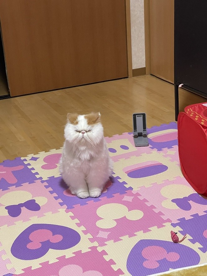 エキゾチックロングヘア　もけもけくん
