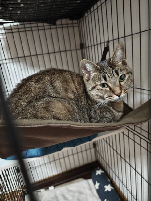 キジトラ めいちゃん