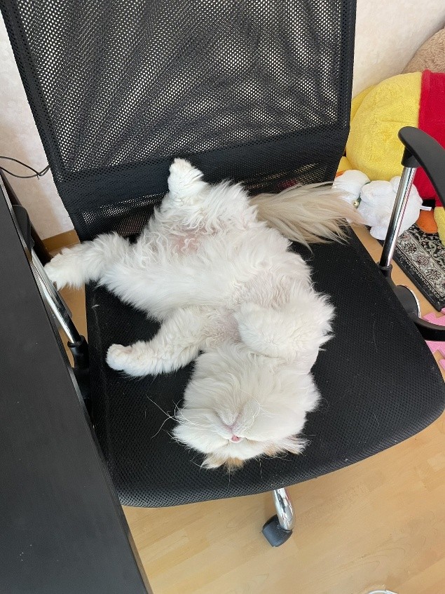 エキゾチックロングヘアー　もけもけくん