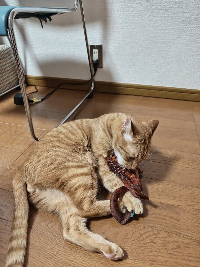 まるくん おもちゃで遊ぶ