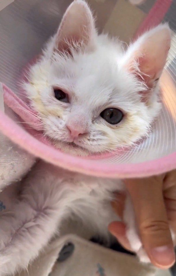 ミルクボランティア　子猫