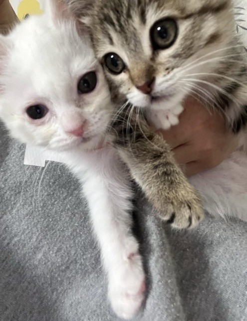 ミルクボランティア　子猫