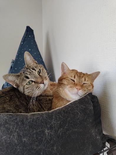 まるくんとめいちゃん 2匹でくつろぐ