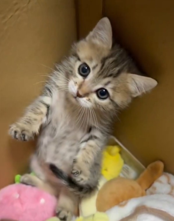 ミルクボランティア　子猫
