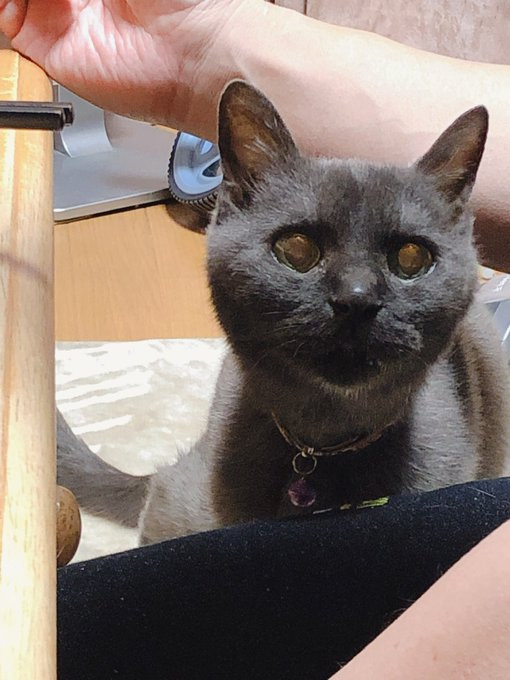 亡くなる前日まで、家族のウナギを強奪するなど元気いっぱいなおじいちゃん猫だった