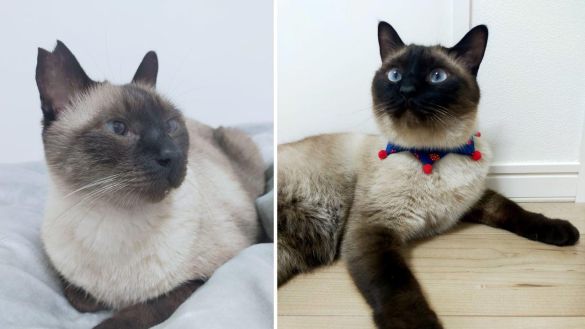 どちらもシャム風猫のニッキくん（左）とポヌ吉くん