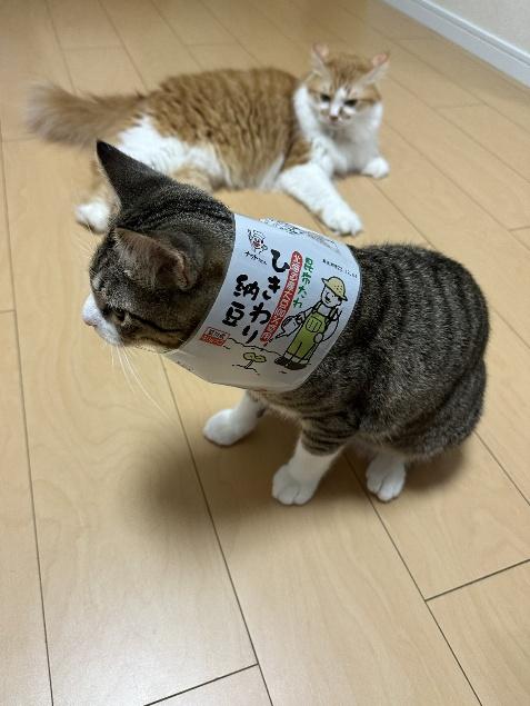 正面奥にいるのは、長毛猫のあふぁ～ちゃん