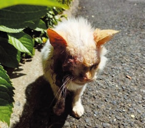 顔に大きな傷を負って見つかった「いのり」ちゃん