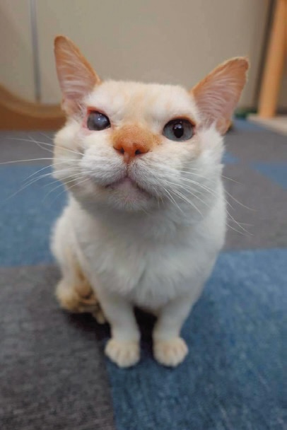 いのりちゃんは、治療で見違えるほど綺麗で元気になった