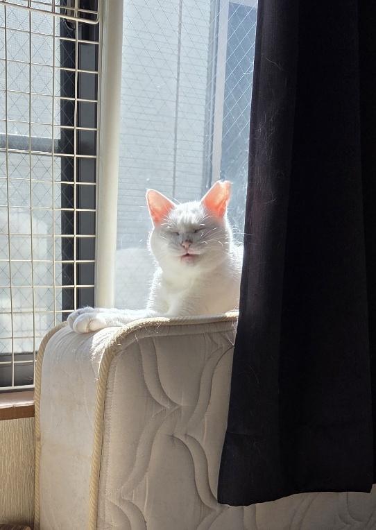 おもちちゃん