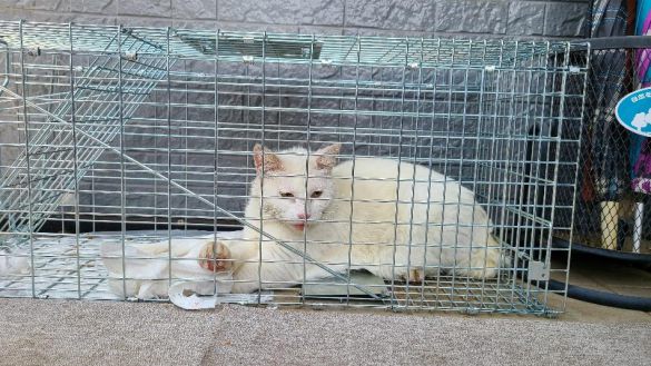 捕獲器の中のおもちちゃん