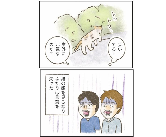 『たまさんちのホゴネコ 2』（tamtam著、世界文化社）より