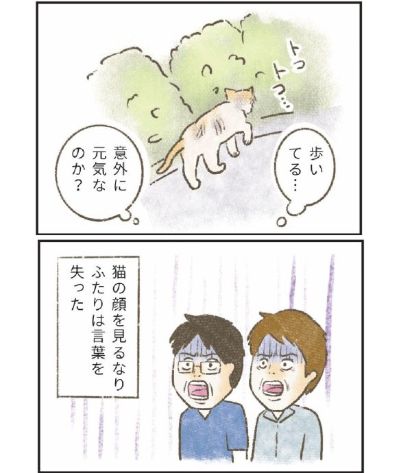 『たまさんちのホゴネコ 2』(世界文化社)