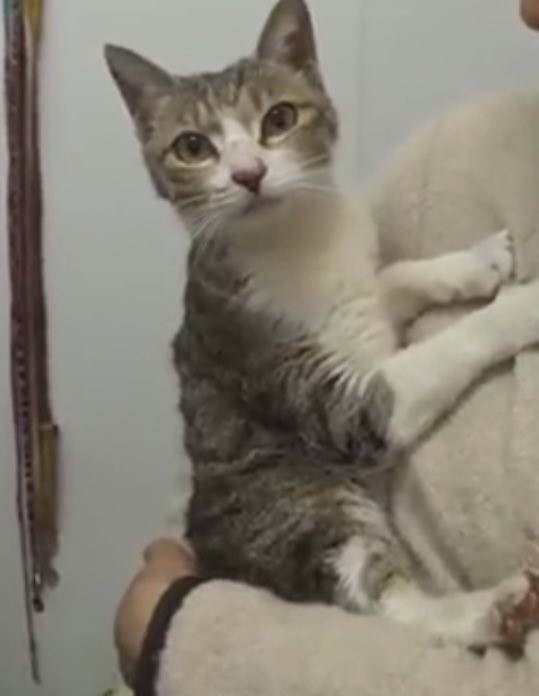 ツユリさんの愛猫 マリンちゃん