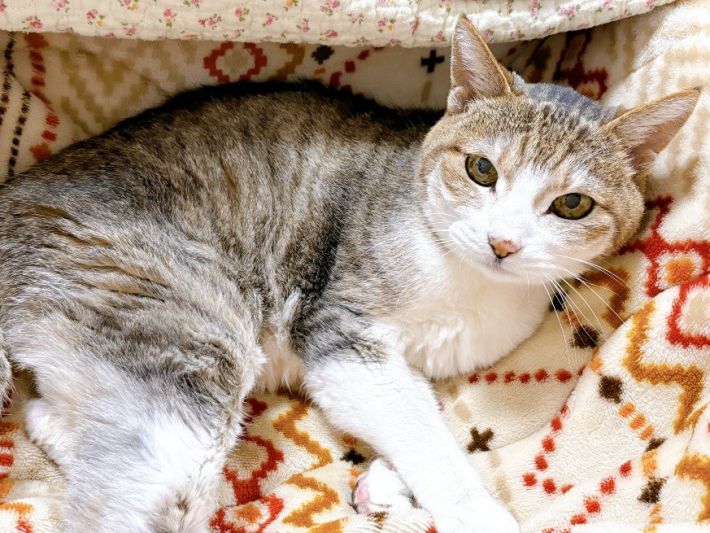 ツユリさんの愛猫　マリンちゃん