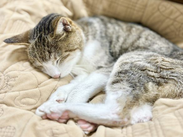 ツユリさんの愛猫 マリンちゃん