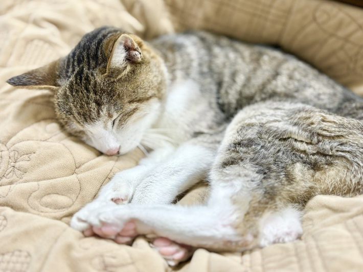 ツユリさんの愛猫　マリンちゃん