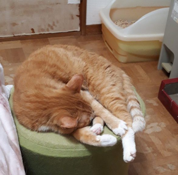 ろしあんぶるーさん メイちゃん