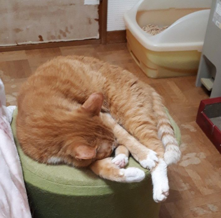 ろしあんぶるーさん　メイちゃん