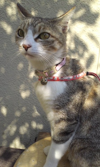 ツユリさんの愛猫　マリンちゃん