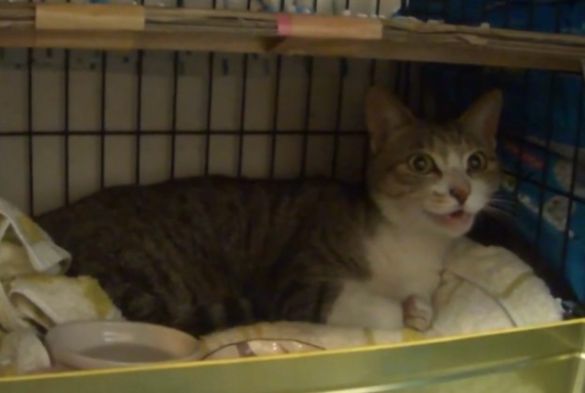ツユリさんの愛猫　マリンちゃん