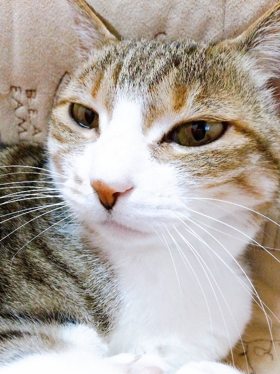 ツユリさんの愛猫　マリンちゃん
